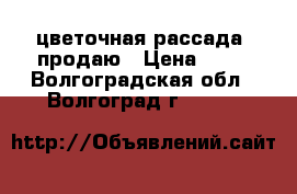 цветочная рассада ,продаю › Цена ­ 15 - Волгоградская обл., Волгоград г.  »    